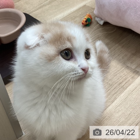 スコティッシュフォールドの写真