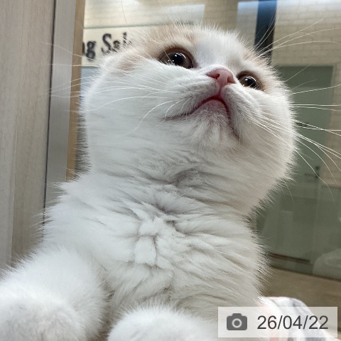 スコティッシュフォールドの写真