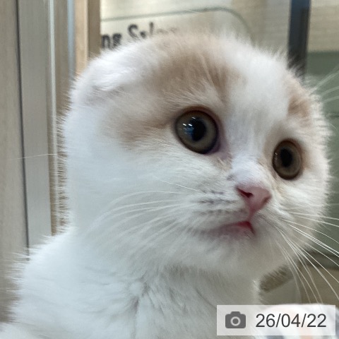 スコティッシュフォールドの写真