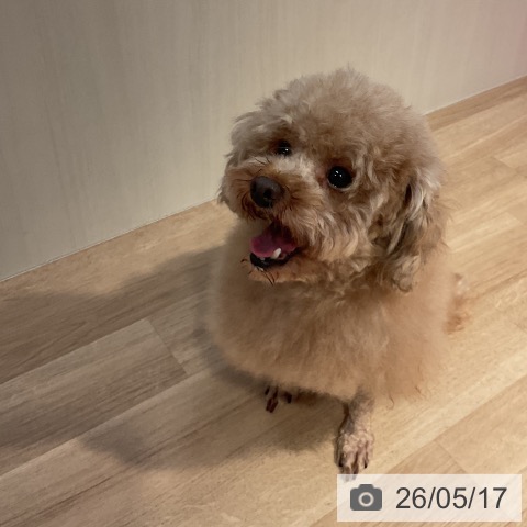トイ・プードルの写真