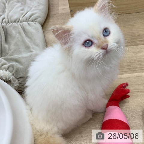 岐阜県のサイベリアン (ペットプラス 光ケ丘店/2026年2月13日生まれ/男の子/レッドポイント)の子猫の4枚目の画像