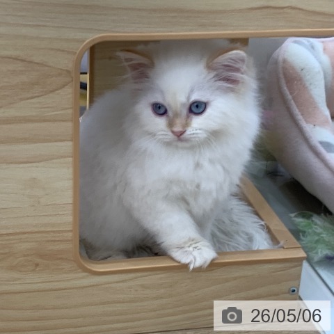 岐阜県のサイベリアン (ペットプラス 光ケ丘店/2026年2月13日生まれ/男の子/レッドポイント)の子猫の3枚目の画像