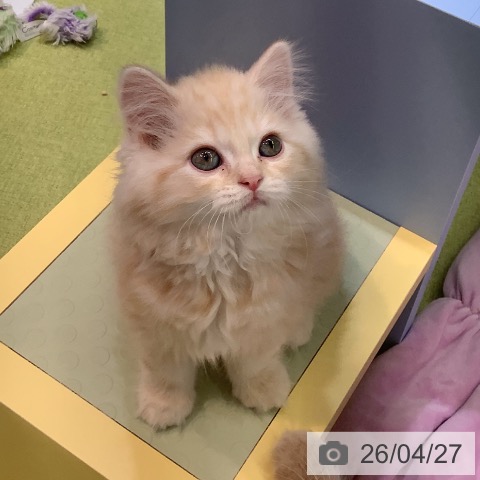 サイベリアンの写真