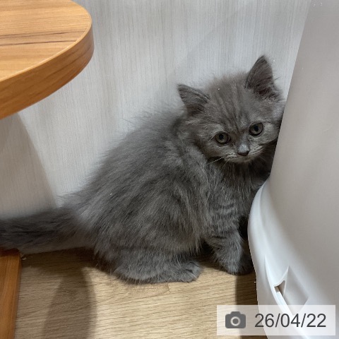 福岡県のサイベリアン (ペットプラス 八幡東店/2026年2月13日生まれ/女の子/ブルータビー)の子猫の4枚目の画像