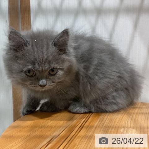 福岡県のサイベリアン (ペットプラス 八幡東店/2026年2月13日生まれ/女の子/ブルータビー)の子猫の3枚目の画像