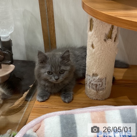 福岡県のサイベリアン (ペットプラス 八幡東店/2026年2月13日生まれ/女の子/ブルータビー)の子猫の3枚目の画像