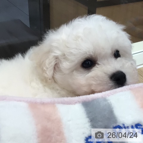 岐阜県のビションフリーゼ (ペットプラス 各務原店/2026年2月14日生まれ/男の子/ホワイト)の子犬の4枚目の画像