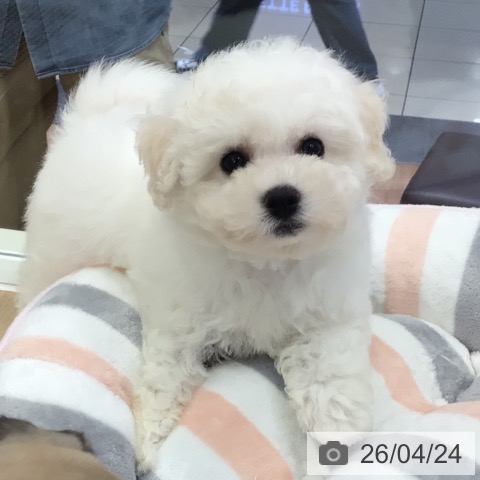 岐阜県のビションフリーゼ (ペットプラス 各務原店/2026年2月14日生まれ/男の子/ホワイト)の子犬の3枚目の画像