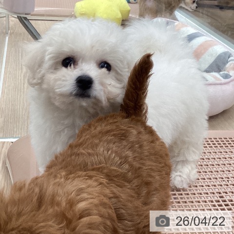 石川県のビションフリーゼ (ペットプラス 白山店/2026年2月14日生まれ/女の子/ホワイト)の子犬の4枚目の画像