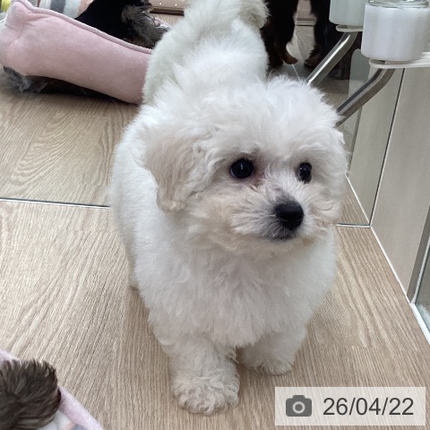 石川県のビションフリーゼ (ペットプラス 白山店/2026年2月14日生まれ/女の子/ホワイト)の子犬の3枚目の画像