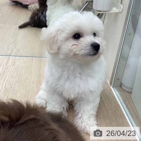 福井県のビションフリーゼ (ペットプラス 福井店/2026年2月14日生まれ/女の子/ホワイト)の子犬の3枚目の画像