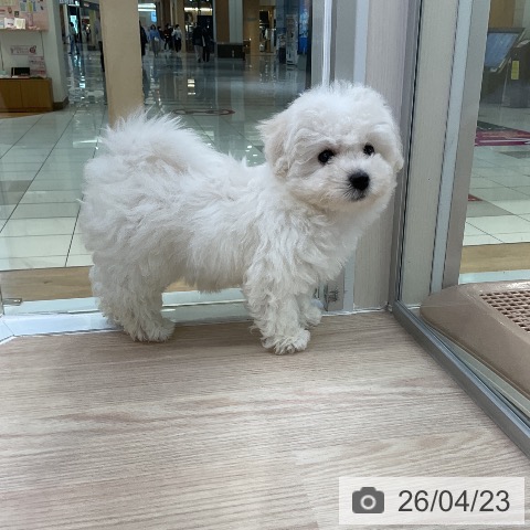 愛知県のビションフリーゼ (ペットプラス ナゴヤドーム前店/2026年2月14日生まれ/女の子/ホワイト)の子犬の4枚目の画像