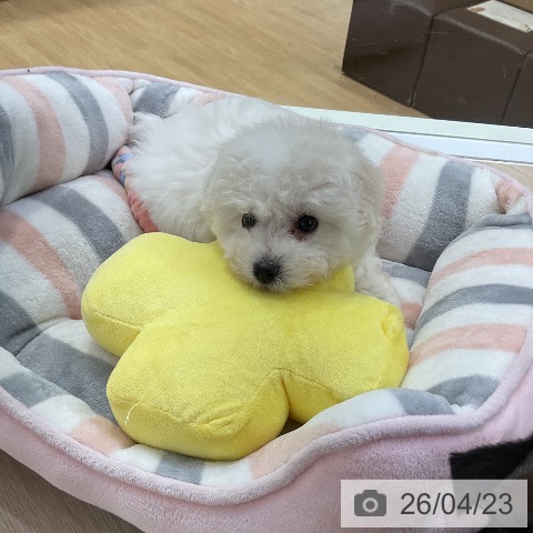 愛知県のビションフリーゼ (ペットプラス ナゴヤドーム前店/2026年2月14日生まれ/女の子/ホワイト)の子犬の3枚目の画像