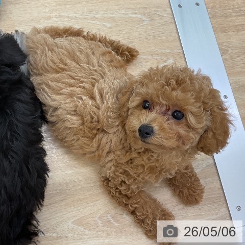 三重県のトイプードル(トイ) (ペットプラス 四日市泊店/2026年2月15日生まれ/男の子/アプリコット)の子犬の4枚目の画像