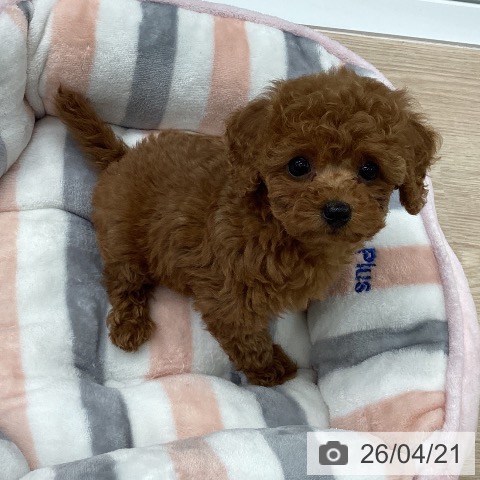 トイ・プードルの写真