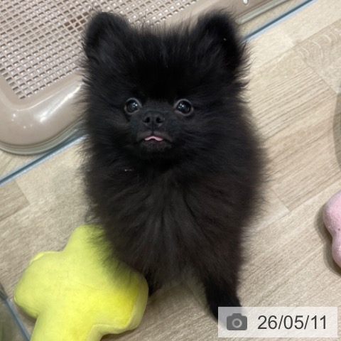 ポメラニアンの写真