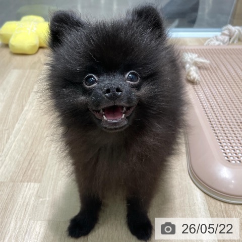 ポメラニアンの写真