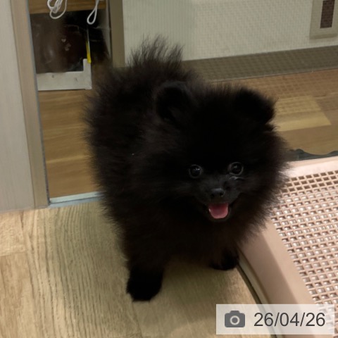 愛知県のポメラニアン (ペットプラス 則武新町店/2026年2月15日生まれ/男の子/ブラック)の子犬の4枚目の画像