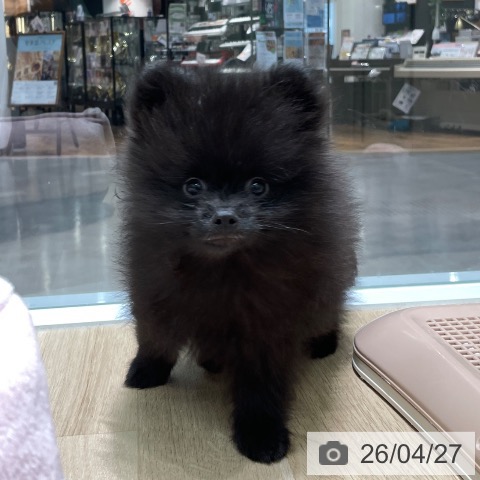 愛知県のポメラニアン (ペットプラス 則武新町店/2026年2月15日生まれ/男の子/ブラック)の子犬の3枚目の画像