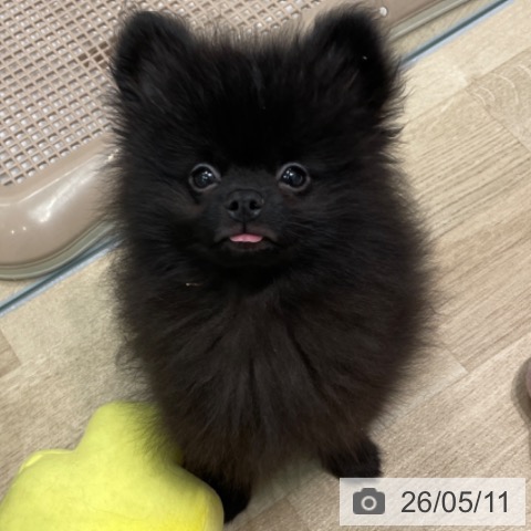 愛知県のポメラニアン (ペットプラス 則武新町店/2026年2月15日生まれ/男の子/ブラック)の子犬の3枚目の画像
