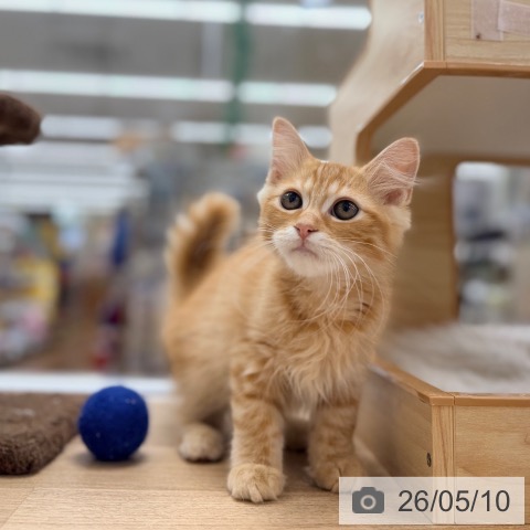 愛知県のラガマフィン (ペットプラス 豊橋牧野店/2026年2月1日生まれ/男の子/レッドタビー)の子猫の3枚目の画像