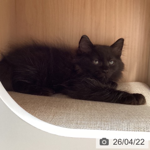 福岡県のラガマフィン (ペットプラス ららぽーと福岡店/2026年2月11日生まれ/男の子/ブラック)の子猫の4枚目の画像