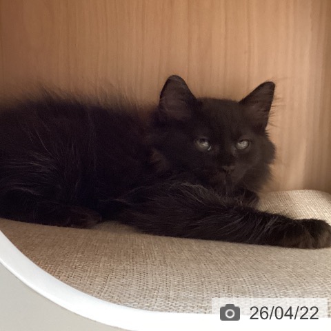 福岡県のラガマフィン (ペットプラス ららぽーと福岡店/2026年2月11日生まれ/男の子/ブラック)の子猫の3枚目の画像