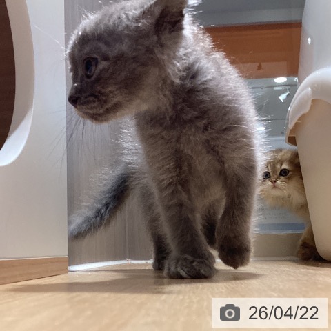 ラガマフィンの写真