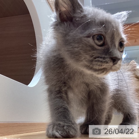 ラガマフィンの写真