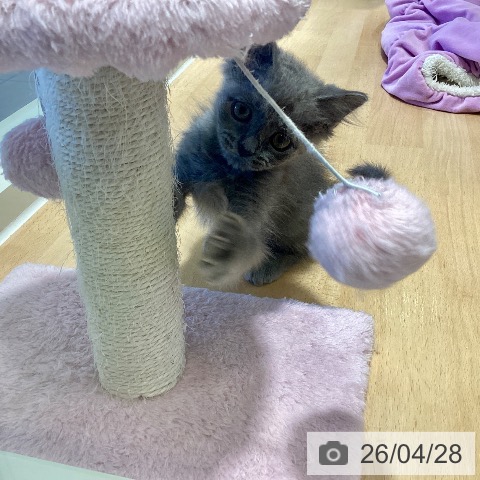 鹿児島県のラガマフィン (ペットプラス 姶良店/2026年2月11日生まれ/男の子/ブルータビー)の子猫の4枚目の画像