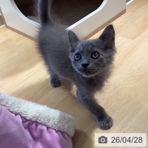 鹿児島県のラガマフィン (ペットプラス 姶良店/2026年2月11日生まれ/男の子/ブルータビー)の子猫の3枚目の画像