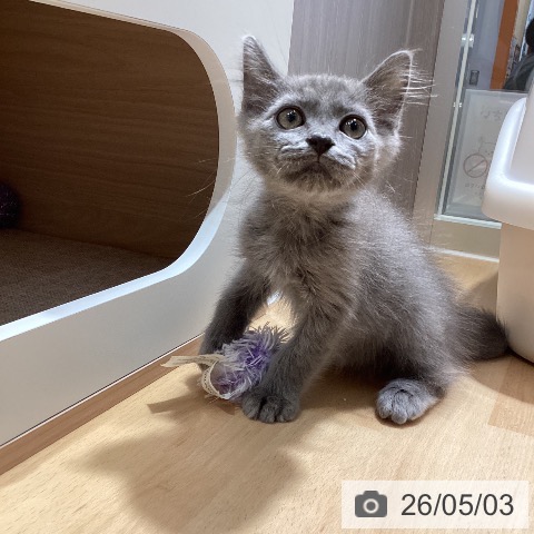 鹿児島県のラガマフィン (ペットプラス 姶良店/2026年2月11日生まれ/男の子/ブルータビー)の子猫の3枚目の画像
