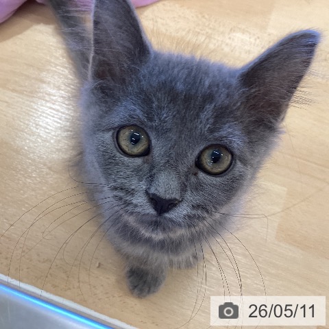 鹿児島県のラガマフィン (ペットプラス 姶良店/2026年2月11日生まれ/男の子/ブルータビー)の子猫の4枚目の画像