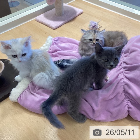 鹿児島県のラガマフィン (ペットプラス 姶良店/2026年2月11日生まれ/男の子/ブルータビー)の子猫の3枚目の画像