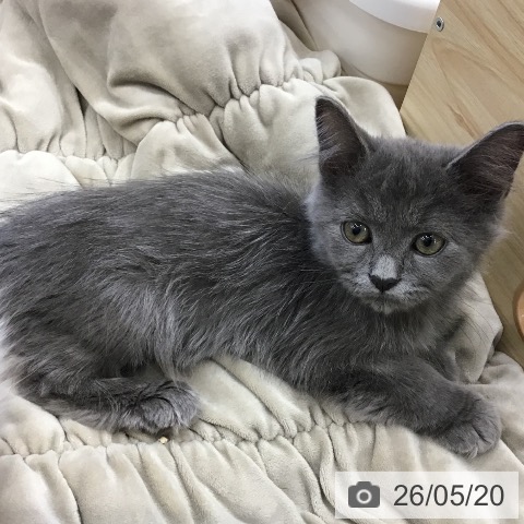 福岡県のラガマフィン (ペットプラス 福岡店/2026年2月11日生まれ/男の子/ブルータビー)の子猫の4枚目の画像