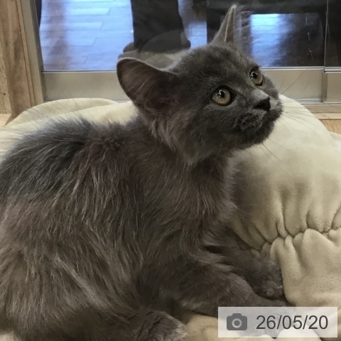 福岡県のラガマフィン (ペットプラス 福岡店/2026年2月11日生まれ/男の子/ブルータビー)の子猫の3枚目の画像