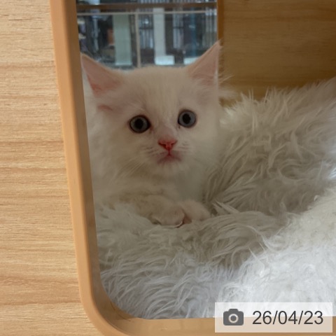 ラガマフィンの写真