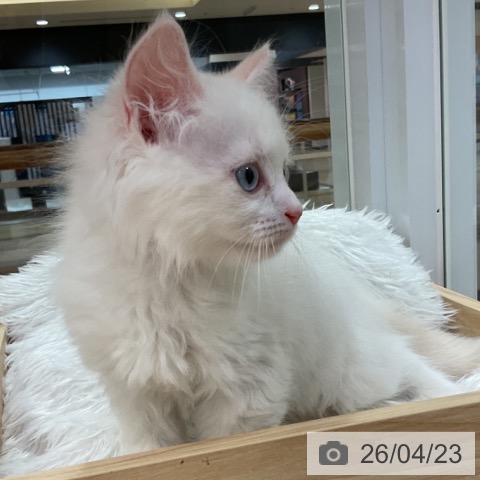 ラガマフィンの写真