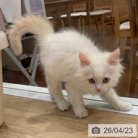 ラガマフィンの写真