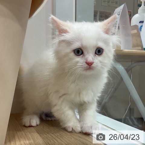 ラガマフィンの写真