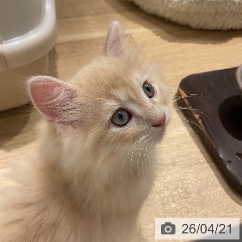 ラガマフィンの写真