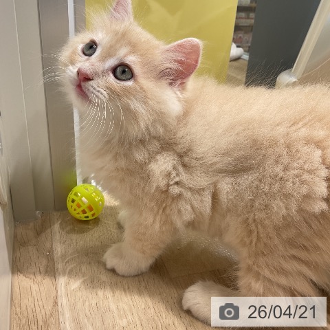 ラガマフィンの写真