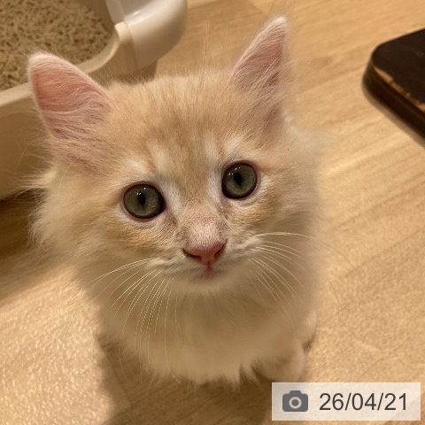 ラガマフィンの写真