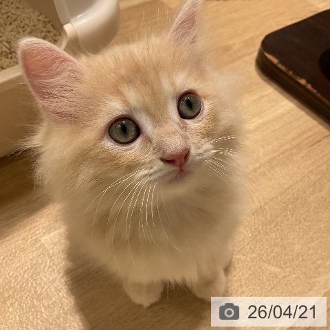 ラガマフィンの写真