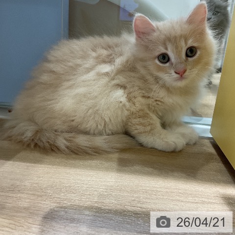 ラガマフィンの写真