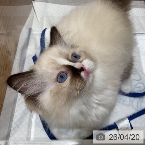 ラグドールの写真