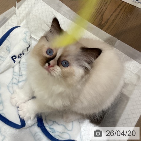 ラグドールの写真