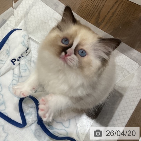 ラグドールの写真