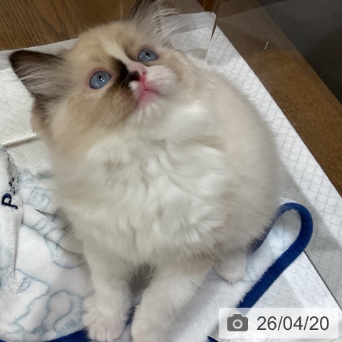 ラグドールの写真