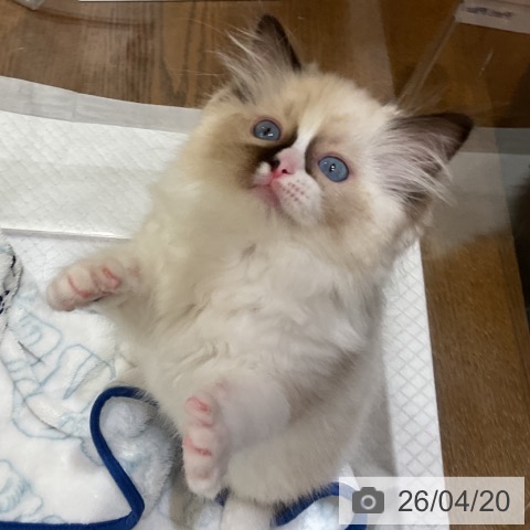 ラグドールの写真